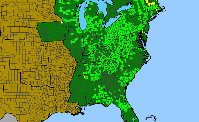 The range of Conopholis americana